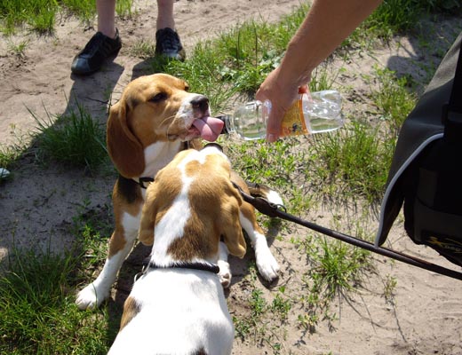 das Flschchen fr durstige Beagles